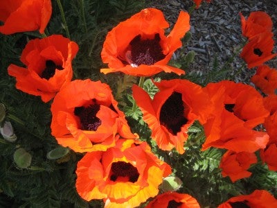 橙色罂粟花，韦尔