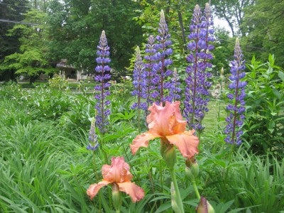 粉红色的鸢尾花和蓝色的羽扇花