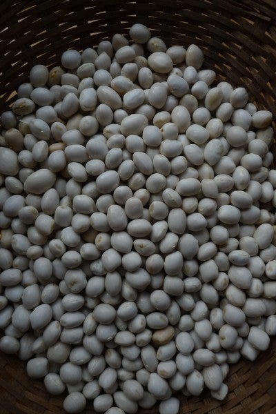 38-杆豆懒的妻子种子，用于直接种子