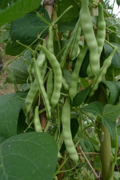 50-杆子豆，懒惰的妻子展示可食用豆荚的形状