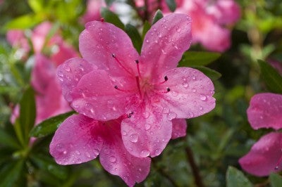 雨后杜鹃花的粉色花朵