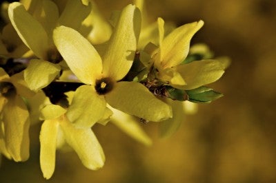 盛开的黄色花朵的分枝