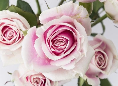 白色和粉色的玫瑰孤立在白色的背景上