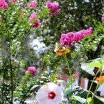 一只蝴蝶在欣赏红色的墨西哥向日葵，紫薇“Zuni”在远处盛开