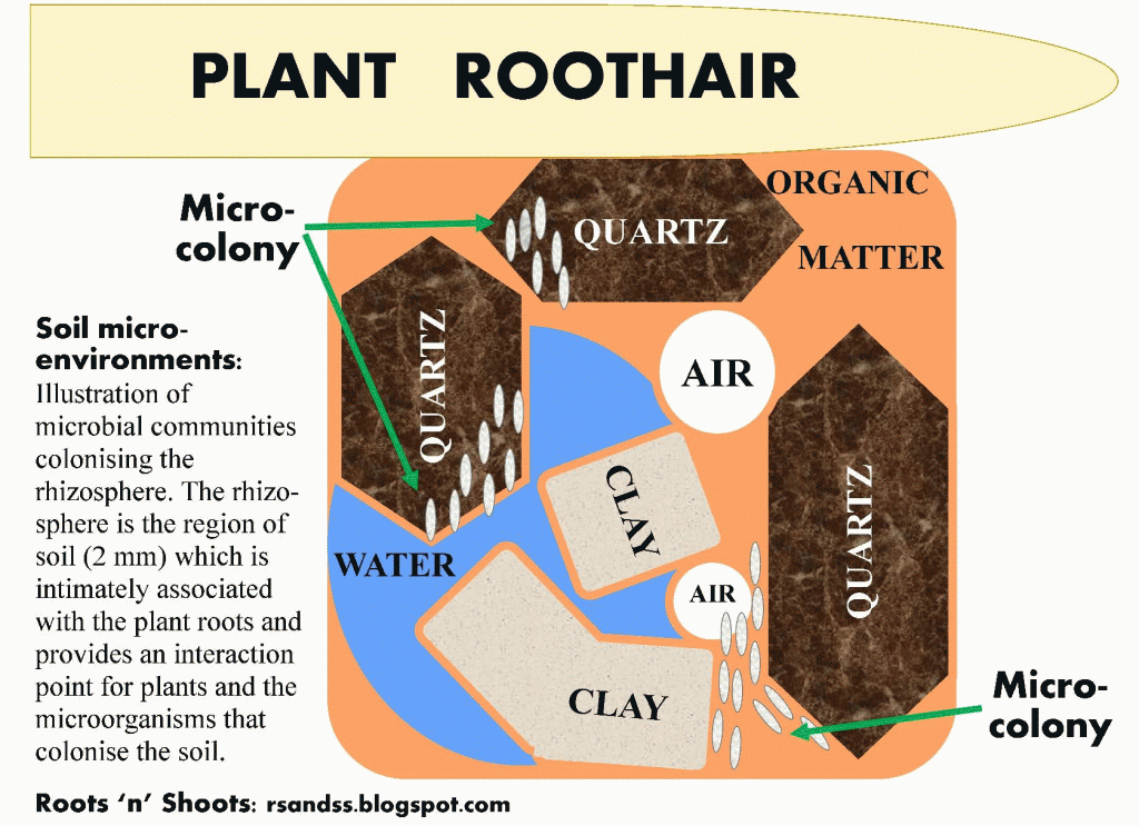 植物roothair gif