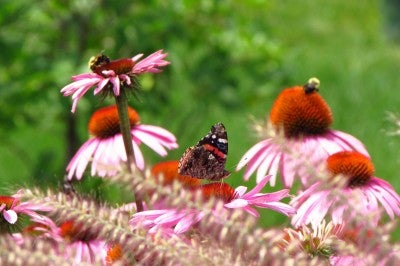 紫锥菊的红海军上将蝴蝶和蜜蜂