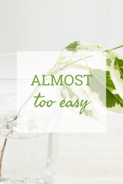 一杯水里放着一根绿白相间的枝叶