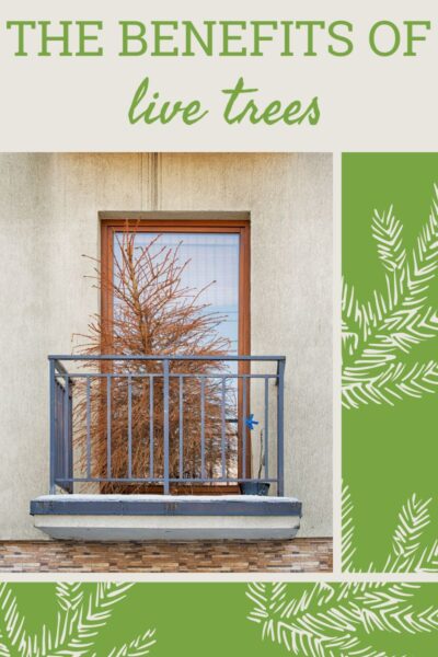 玻璃门外的一个很小的阳台上，有一棵干枯的棕色圣诞树