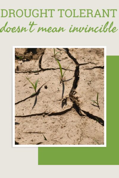 干燥开裂的地球有一些流浪豆芽生长