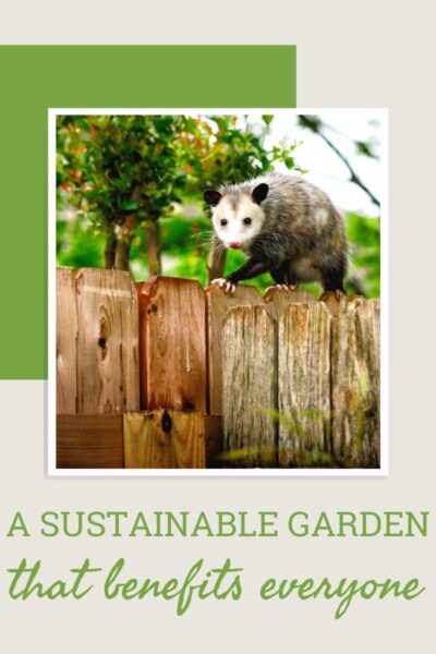 一个oppossum站在木栅栏,直盯着摄像机