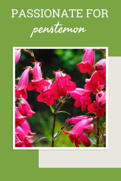 明亮的粉红色penstemon花